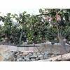 Finca/Country House for sale in Mogán