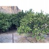 Finca/Country House for sale in Mogán