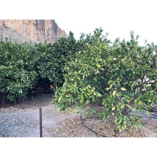 Finca/Country House for sale in Mogán