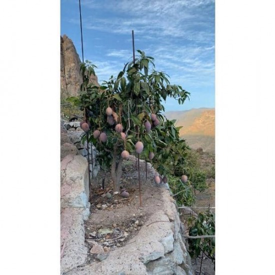 Finca/Country House for sale in Mogán