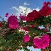 Bungalow for sale in Maspalomas, San Bartolomé de Tirajana