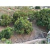 Lantligt hus i Mogan, Gran Canaria