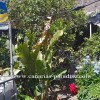 Villa in Mogan, Gran Canaria