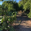Undeveloped Land for sale in Mogán