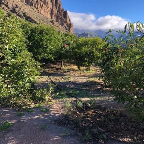 Undeveloped Land for sale in Mogán