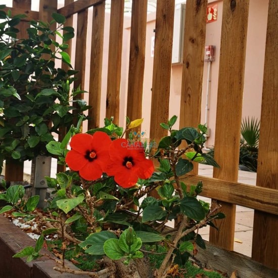 Bungalow for sale in Maspalomas, San Bartolomé de Tirajana