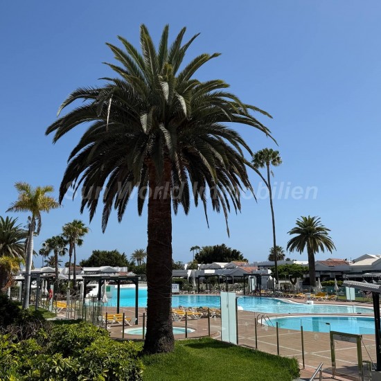 Bungalow for sale in Maspalomas, San Bartolomé de Tirajana
