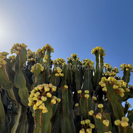Bungalow for sale in Maspalomas, San Bartolomé de Tirajana