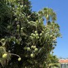 Bungalow for sale in Maspalomas, San Bartolomé de Tirajana