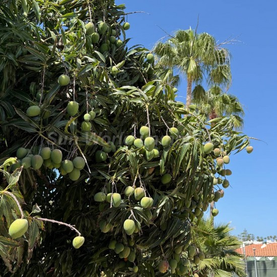 Bungalow for sale in Maspalomas, San Bartolomé de Tirajana