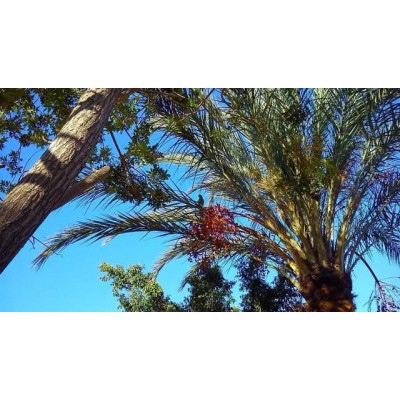 Commercial for sale in Maspalomas, San Bartolomé de Tirajana