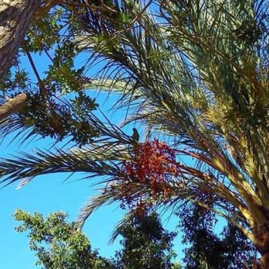 Commercial for sale in Maspalomas, San Bartolomé de Tirajana
